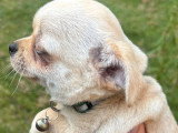 Deux chiots Chihuahua mâles LOF nés en mars 2026 à vendre
