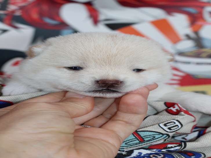 HOTARU petit Chiot mâle Mameshiba