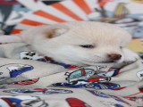 hotaru chiot mâle Mameshiba