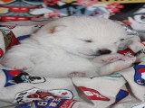 hotaru chiot Mameshiba mâle