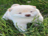 Magnifique chiot Mameshiba à vendre