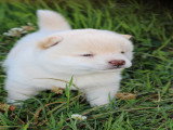 Magnifique chiot Mameshiba à vendre