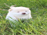 Magnifique chiot Mameshiba à vendre
