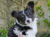 Chiot épagneul nain continental à vendre Elevage chien papillon france territoire de belfort alsace haut-rhin suisse
