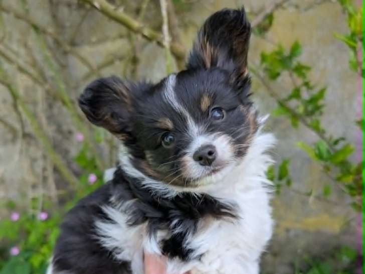 Chiot épagneul nain continental à vendre Elevage chien papillon france territoire de belfort alsace haut-rhin suisse