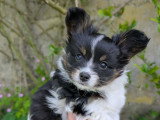 Elevage chiens chiots épagneul nain continental papillon france suisse