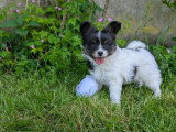 chiot à vendre épagneul nain continental papillon élevage france alsace suisse