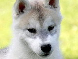 Chiot Husky de Sibérie mâle marron LOF à vendre né en mars 2026