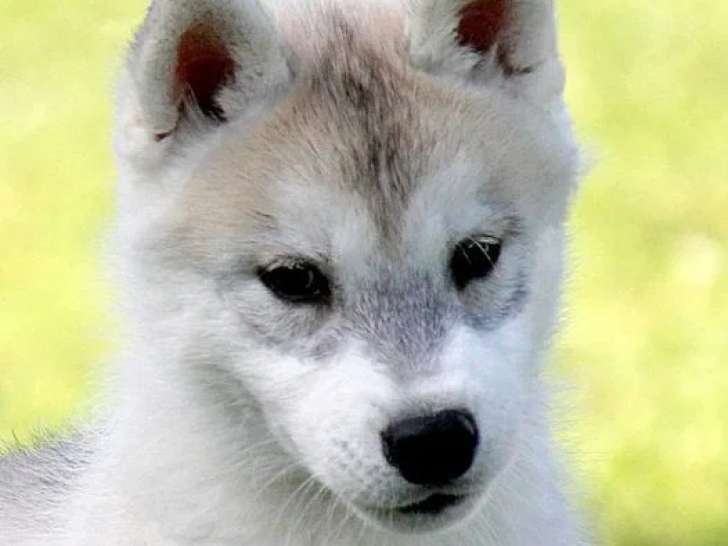 Chiot Husky de Sibérie mâle marron LOF à vendre né en mars 2026