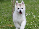 Chiot Husky de Sibérie mâle marron LOF à vendre né en mars 2026