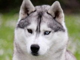 Chiot Husky de Sibérie mâle marron LOF à vendre né en mars 2026