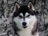 Chiot Husky de Sibérie mâle marron LOF à vendre né en mars 2026