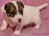6 chiots Jack Russell Terrier LOF nés en avril 2026 à réserver