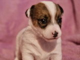 6 chiots Jack Russell Terrier LOF nés en avril 2026 à réserver