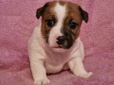 6 chiots Jack Russell Terrier LOF nés en avril 2026 à réserver
