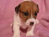 6 chiots Jack Russell Terrier LOF nés en avril 2026 à réserver