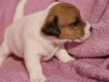 6 chiots Jack Russell Terrier LOF nés en avril 2026 à réserver