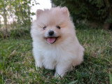 Chiot Spitz allemand nain petit poméranien à vendre élevage France frontière Suisse