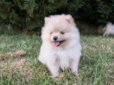 Elevage Spitz nain et petit chiot disponible Territoire de Belfort proche Suisse et Alsace