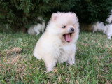 Chiot Femelle Spitz Allemand LOF à vendre