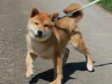 2 chiots mâles Shiba Inu LOF à vendre nés en janvier 2026