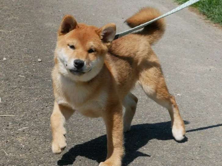 2 chiots mâles Shiba Inu LOF à vendre nés en janvier 2026