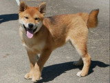 2 chiots mâles Shiba Inu LOF à vendre nés en janvier 2026