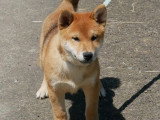 2 chiots mâles Shiba Inu LOF à vendre nés en janvier 2026