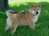 2 chiots mâles Shiba Inu LOF à vendre nés en janvier 2026