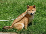 2 chiots mâles Shiba Inu LOF à vendre nés en janvier 2026