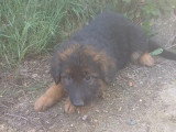 3 chiots Berger Allemand noir et feu LOF nés en mars 2026 en vente