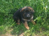 3 chiots Berger Allemand noir et feu LOF nés en mars 2026 en vente