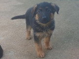 3 chiots Berger Allemand noir et feu LOF nés en mars 2026 en vente