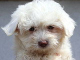Chiot femelle Bichon Maltais non LOF de mars 2026 à vendre