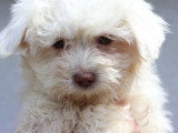 Chiot femelle Bichon Maltais non LOF de mars 2026 à vendre