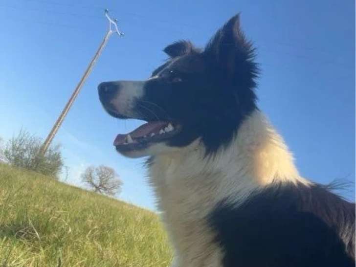 2 chiots femelles Border Collie noires et feu non LOF de juillet 2025 à vendre