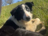 2 chiots femelles Border Collie noires et feu non LOF de juillet 2025 à vendre