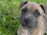 Chiot femelle Staffordshire Terrier Américain LOF à réserver née en avril 2026
