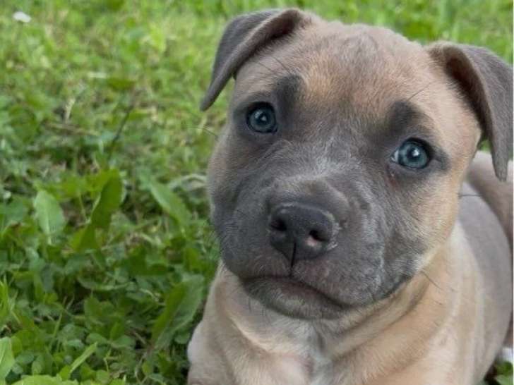 Chiot femelle Staffordshire Terrier Américain LOF à réserver née en avril 2026