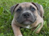 Chiot femelle Staffordshire Terrier Américain LOF à réserver née en avril 2026