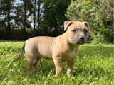 Chiot femelle Staffordshire Terrier Américain LOF à réserver née en avril 2026