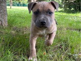 Chiot femelle Staffordshire Terrier Américain LOF à réserver née en avril 2026