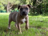 Chiot femelle Staffordshire Terrier Américain LOF à réserver née en avril 2026