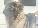 Chien adulte de type Berger du Caucase mâle à donner