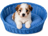 Chiots de type Bichon Havanais à vendre (3 femelles & 1 mâle)