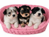 Chiots de type Bichon Havanais à vendre (3 femelles & 1 mâle)