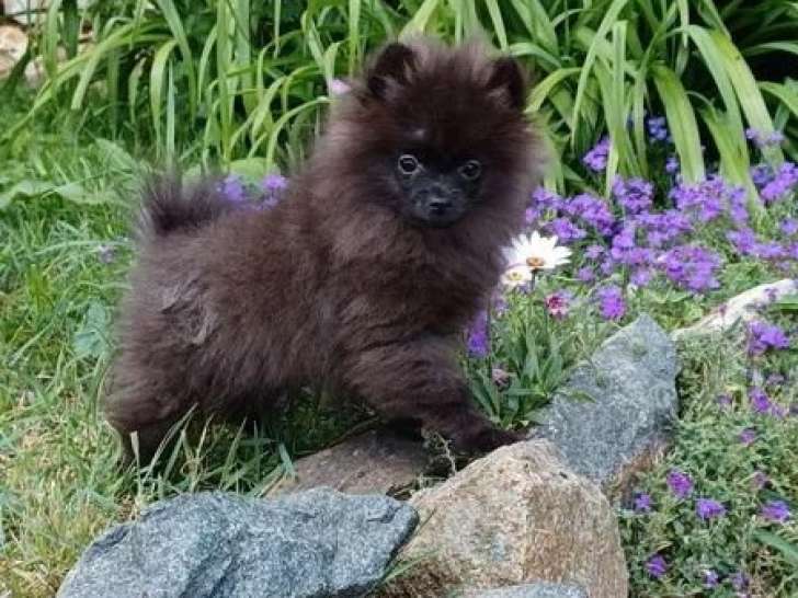 Chiot Spitz Nain mâle non LOF né en janvier 2026 à vendre