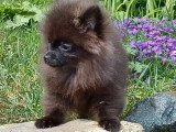 Chiot Spitz Nain mâle non LOF né en janvier 2026 à vendre
