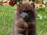 Chiot Spitz Nain mâle non LOF né en janvier 2026 à vendre