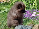 Chiot Spitz Nain mâle non LOF né en janvier 2026 à vendre